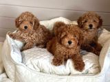 Hatay Toy poodle yavru