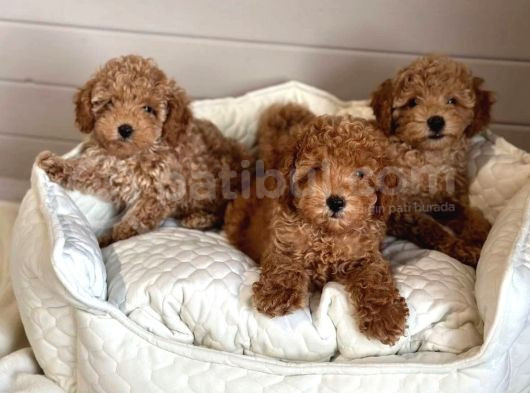 Hatay Toy Poodle Yavru
