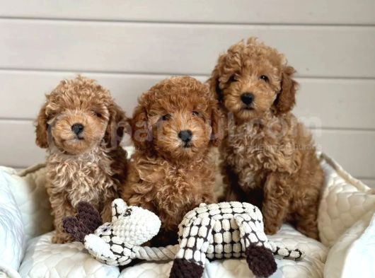 Hatay Toy Poodle Yavru görsel