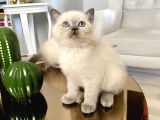 British Shorthair Bluepoint Yavrular