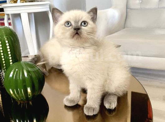 British Shorthair Bluepoint Yavrular