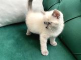 British Shorthair Bluepoint Yavrular