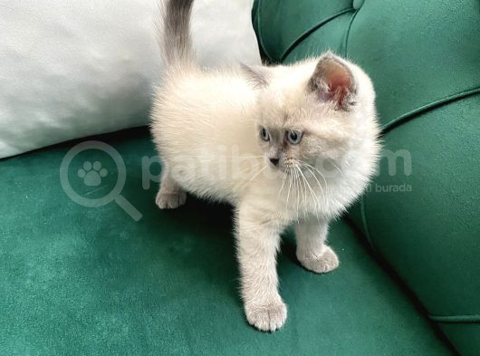 British Shorthair Bluepoint Yavrular görsel