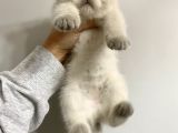 British Shorthair Bluepoint Yavrular