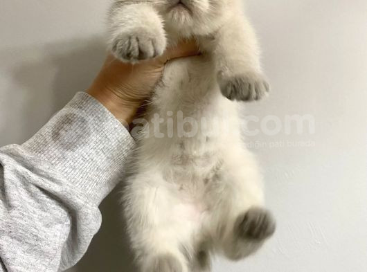 British Shorthair Bluepoint Yavrular görsel