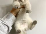 British Shorthair Bluepoint Yavrular