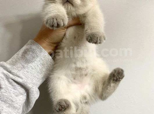 British Shorthair Bluepoint Yavrular görsel