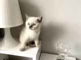 British Shorthair Bluepoint Yavrular
