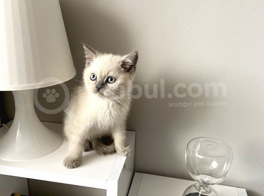 British Shorthair Bluepoint Yavrular görsel