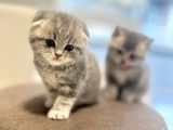 Scottish Fold yavru ANKARA 