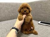Kıpkırmızı Red tooy poodle sevimli yavrular 