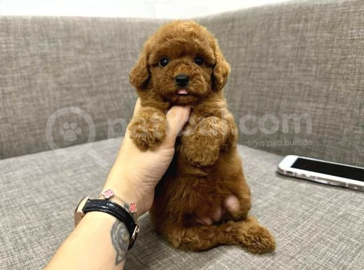 Kıpkırmızı Red Tooy Poodle Sevimli Yavrular 