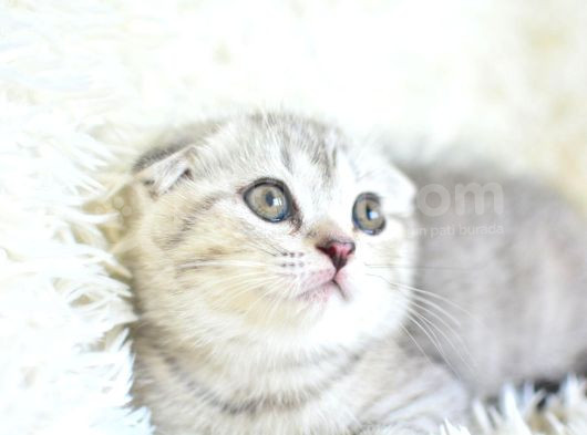 Best Klas Ns25 Scottish Fold Yavrumuz görsel