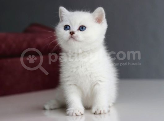 mutluluk verici güzelliğiyle silver british short hair
