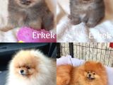 Her Kali̇tede Pomerani̇an Yavru Mevcut Heryere Gönderi̇li̇r