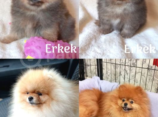 Her Kali̇tede Pomerani̇an Yavru Mevcut Heryere Gönderi̇li̇r görsel