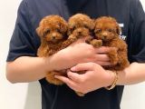 Kg Boy Garanti̇li̇ Kore Toypoodle Yavrular Heryere Gönderi̇li̇r