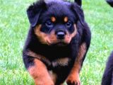 Safkan Rottweiler Yavrular Her Yere Gönderilir