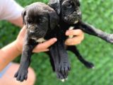 Dev Cane Corso Yavrular Heryere Gönderi̇li̇r