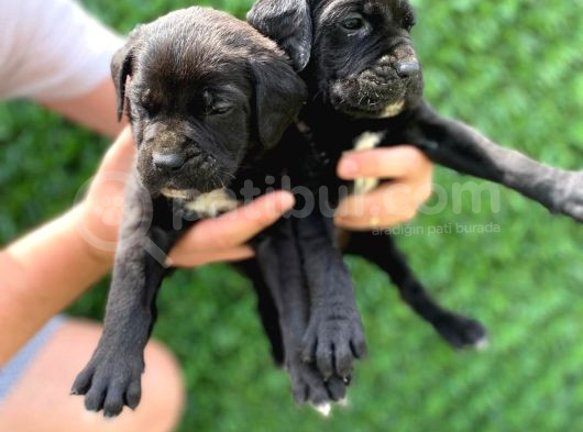 Dev Cane Corso Yavrular Heryere Gönderi̇li̇r görsel
