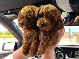 Kg Boy Garanti̇li̇ Kore Toypoodle Yavrular Heryere Gönderi̇li̇r