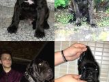 Dev Cane Corso Yavrular Heryere Gönderi̇li̇r