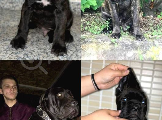 Dev Cane Corso Yavrular Heryere Gönderi̇li̇r görsel