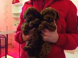 Kg Boy Garanti̇li̇ Kore Toypoodle Yavrular Heryere Gönderi̇li̇r