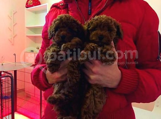 Kg Boy Garanti̇li̇ Kore Toypoodle Yavrular Heryere Gönderi̇li̇r görsel
