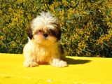 Anti-Alerjik Shihtzu Yavrular Her Yere Gönderilir