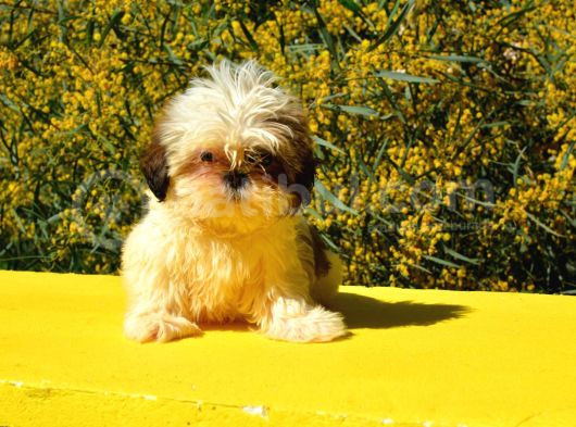 Anti-Alerjik Shihtzu Yavrular Her Yere Gönderilir görsel