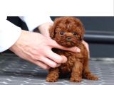 Kg Boy Garanti̇li̇ Kore Toypoodle Yavrular Heryere Gönderi̇li̇r