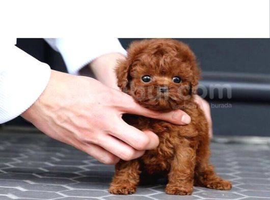 Kg Boy Garanti̇li̇ Kore Toypoodle Yavrular Heryere Gönderi̇li̇r görsel