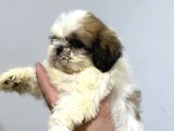 Anti-Alerjik Shihtzu Yavrular Her Yere Gönderilir