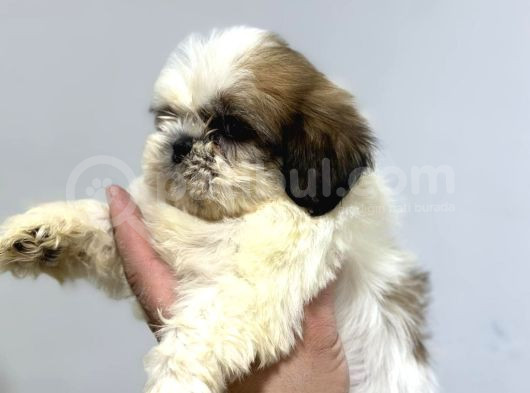 Anti-Alerjik Shihtzu Yavrular Her Yere Gönderilir görsel