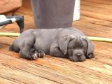 Dev Cane Corso Yavrular Heryere Gönderi̇li̇r