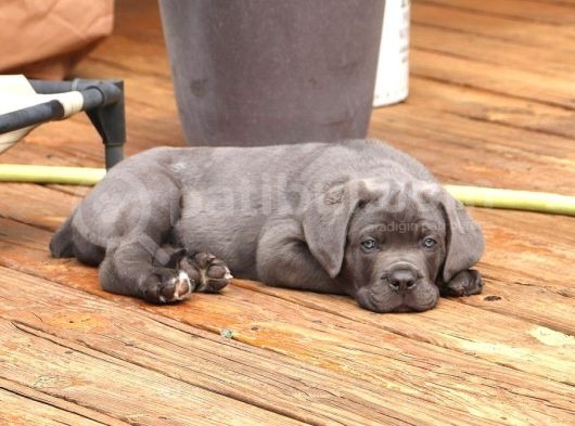 Dev Cane Corso Yavrular Heryere Gönderi̇li̇r görsel