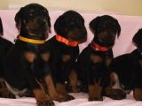 Safkan Doberman Yavrularımız