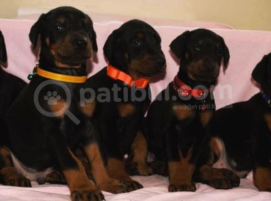 Safkan Doberman Yavrularımız görsel