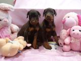 Safkan Doberman Yavrularımız