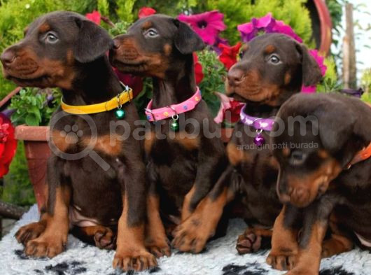 Safkan Doberman Yavrularımız görsel