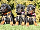 Safkan doberman yavrularımız