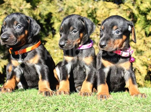 Safkan Doberman Yavrularımız