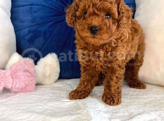 Orijinal Kore Kan Poodle Dan Toy Poodle görsel