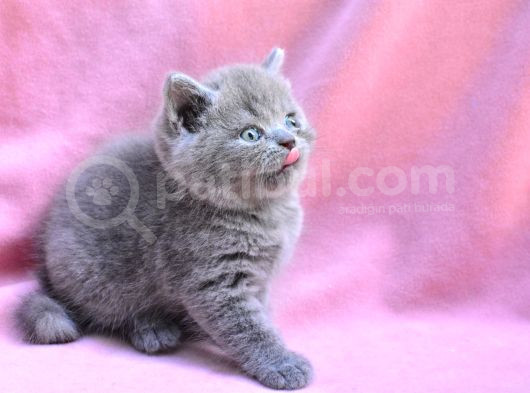 Yuvarlak Kafa Gri British Shorthair görsel