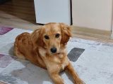 Golden cocker ücretsiz sahiplendirme