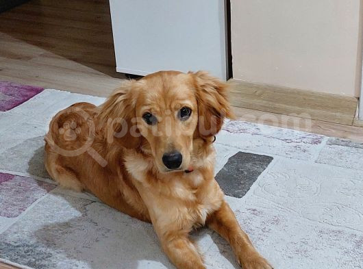 Golden Cocker Ücretsiz Sahiplendirme