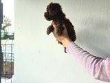Toy Kore Poodle Yavrular