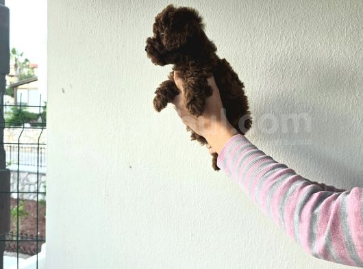 Toy Kore Poodle Yavrular görsel