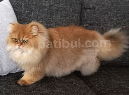 Behlül Yeni̇ Yuvasini Ariyor görsel